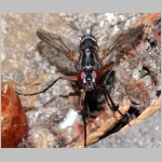 Mintho rufiventris - Raupenfliege 03.jpg